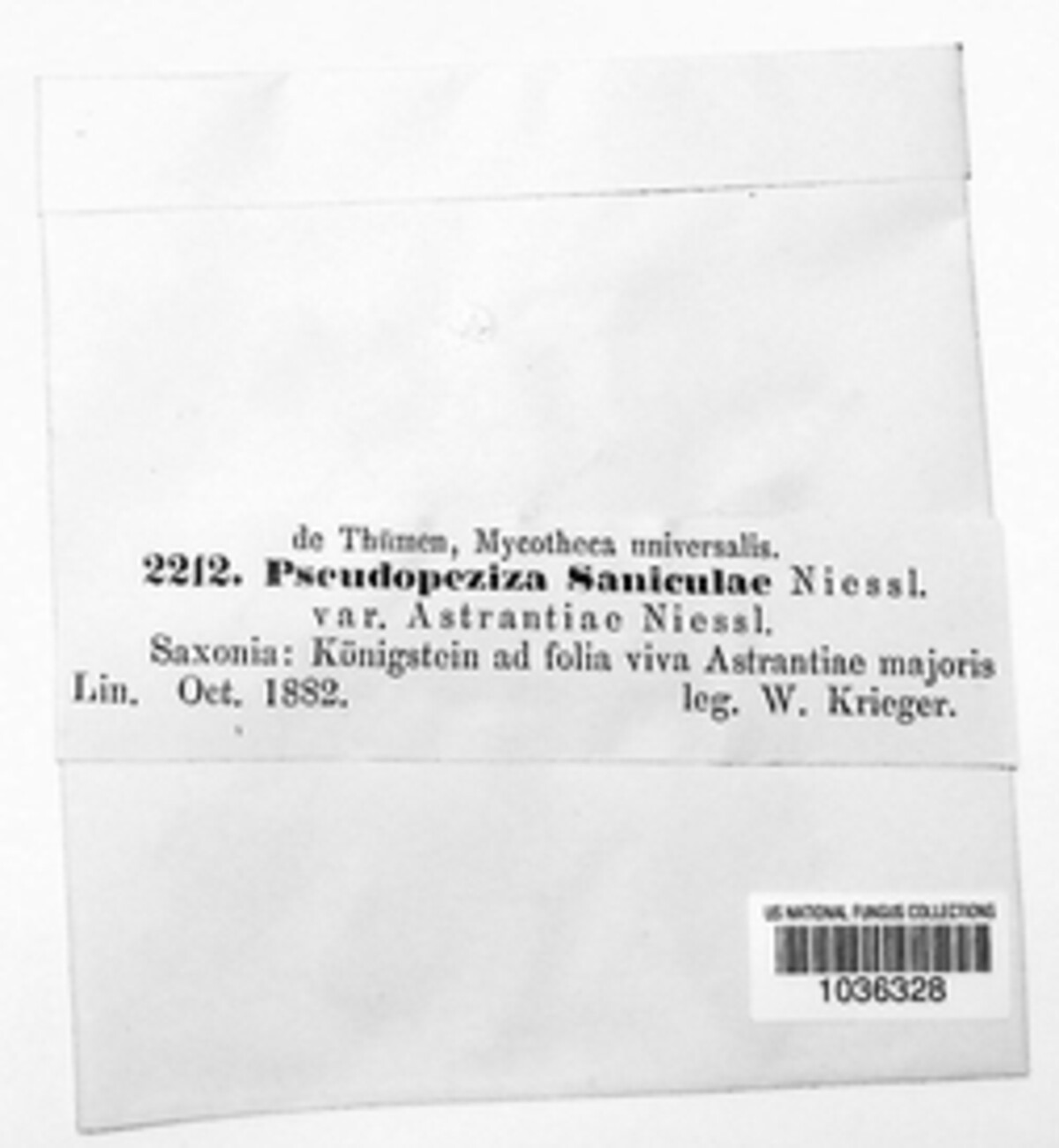 Pseudopeziza image